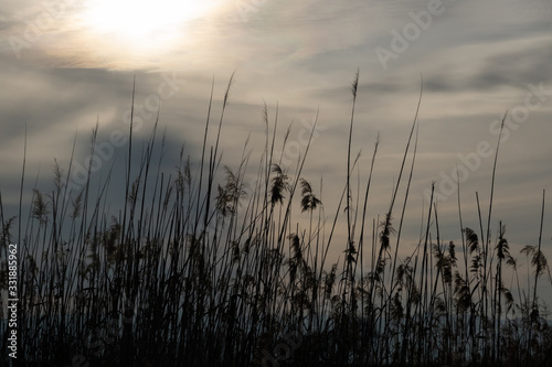 reeds against the sky, Iznik, Turkey
