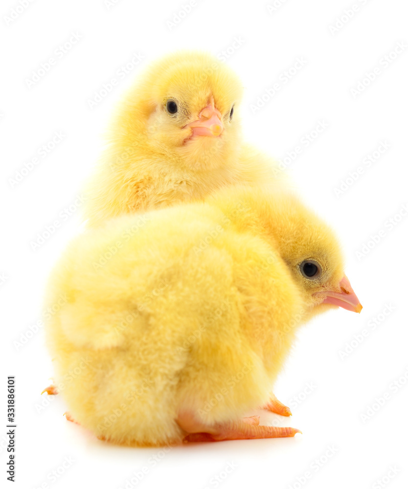 Obraz premium Little chicks isolated.