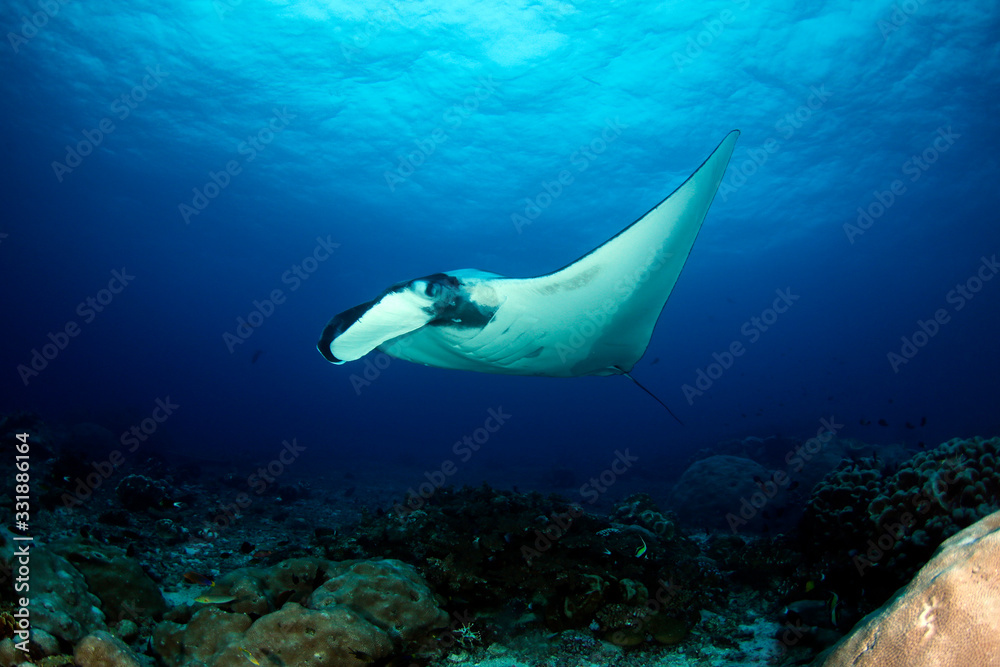 Fototapeta premium Giant Oceanic Manta Ray (Manta birostris, Mobula birostris) over Reef. Mommon, West Papua, Indonesia