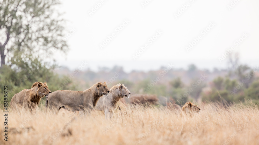 Naklejka premium African lion in Kruger National park, South Africa