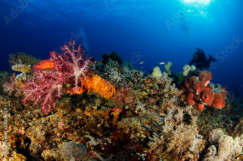 Diver over Colorful Coral Reef in Misool, Raja Ampat. West Papua, Indonesia