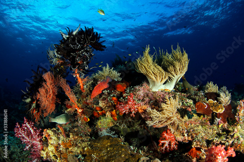 Colorful Coral Reef in Misool  Raja Ampat. West Papua  Indonesia