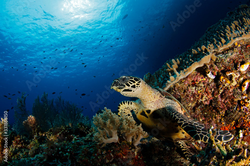Hawksbill Turtle (Eretmochelys imbricata) on Coral Reef. Misool, Raja Ampat, Indonesia © Daniel Lamborn
