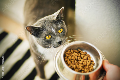 A cute gray cat with yellow eyes and a white spot on its forehead is given a metal bowl with dry food. Feeding a pet.