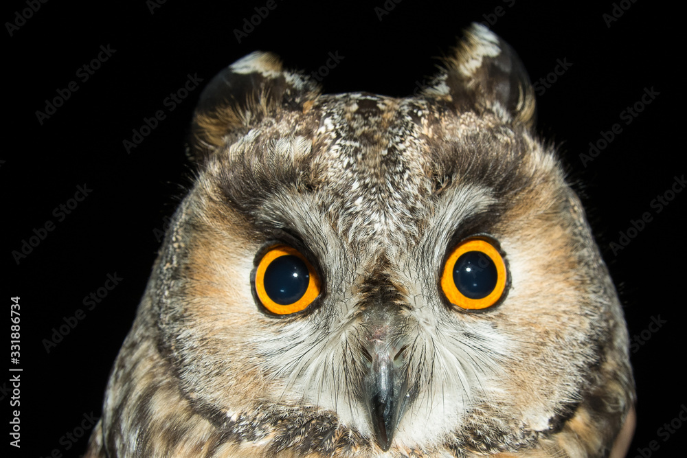A long eared owl (Asio otus) A long eared owl (Asio otus)