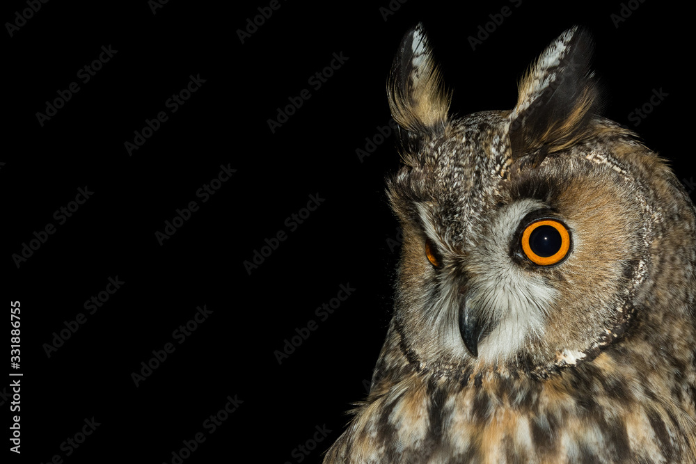 A long eared owl (Asio otus) A long eared owl (Asio otus)