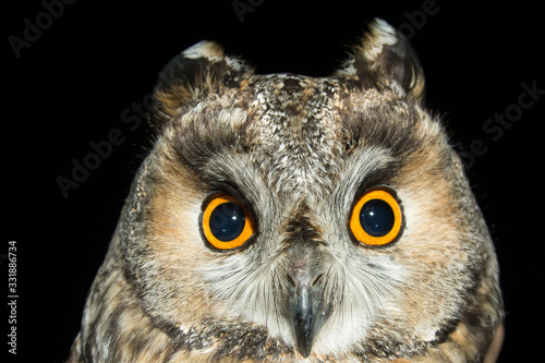 A long eared owl (Asio otus) © Arnau