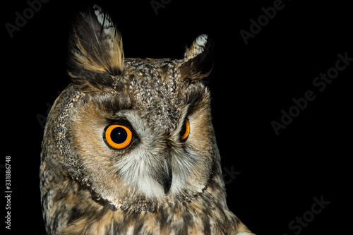 A long eared owl (Asio otus) © Arnau