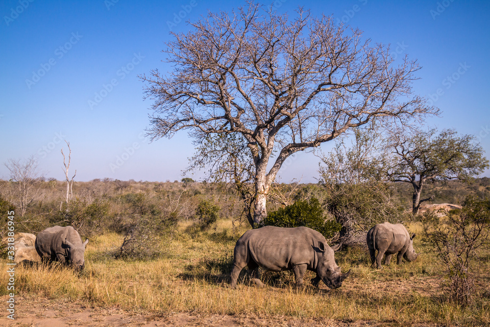 Southern white rhinoceros in Kruger National park, South Africa Southern white rhinoceros in Kruger National park, South Africa