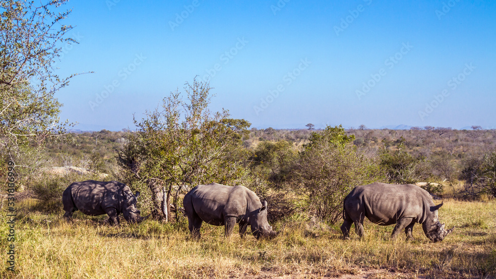 Fototapeta premium Southern white rhinoceros in Kruger National park, South Africa