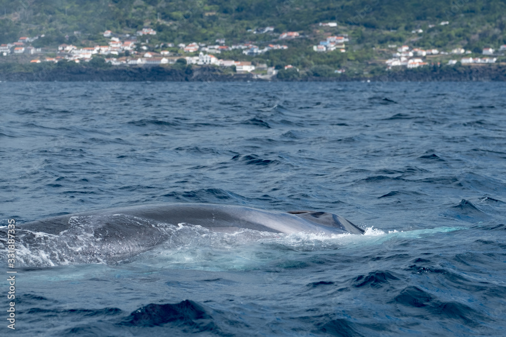 Surfacing fin whale off the Azorean coast of Pico Island Surfacing fin whale off the Azorean coast of Pico Island