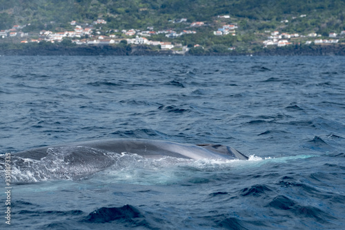 Surfacing fin whale off the Azorean coast of Pico Island 