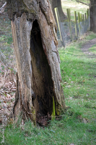 Large hollow inside tree trunk