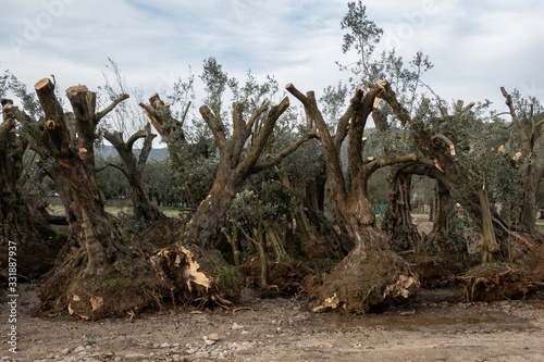 Tableau sur toile uprooted olive trees, Iznik, Turkey