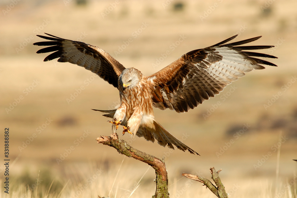 Fototapeta premium milanos