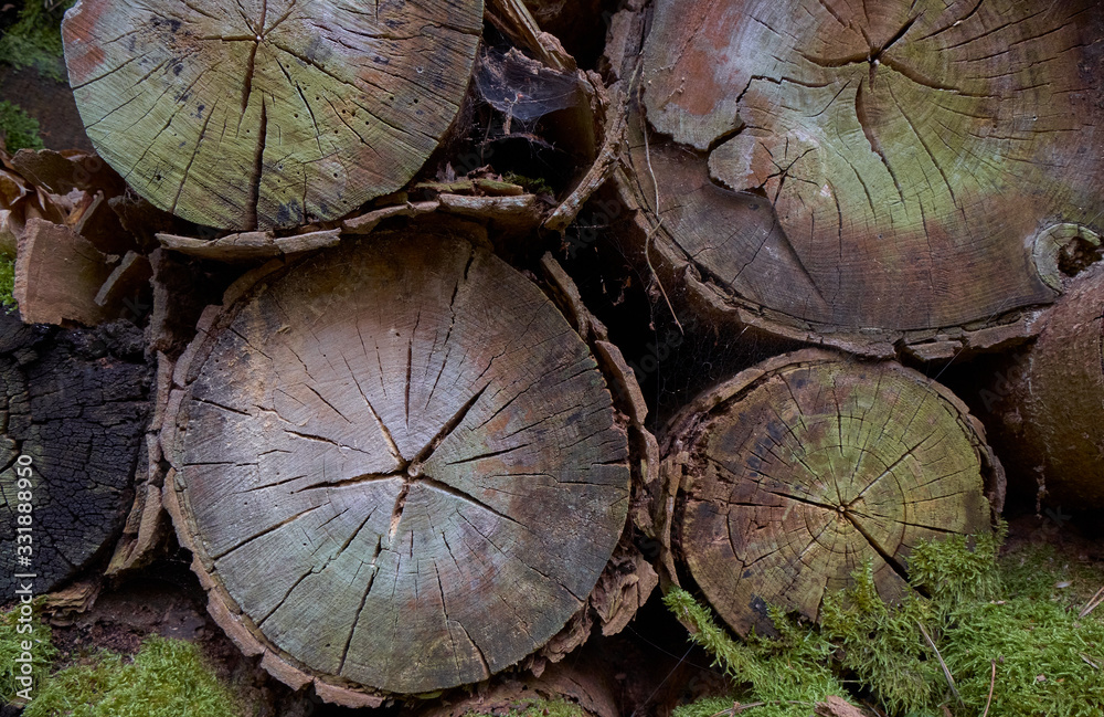 Naklejka premium Detail of a stack of sawn wooden logs left to dry for firewood.