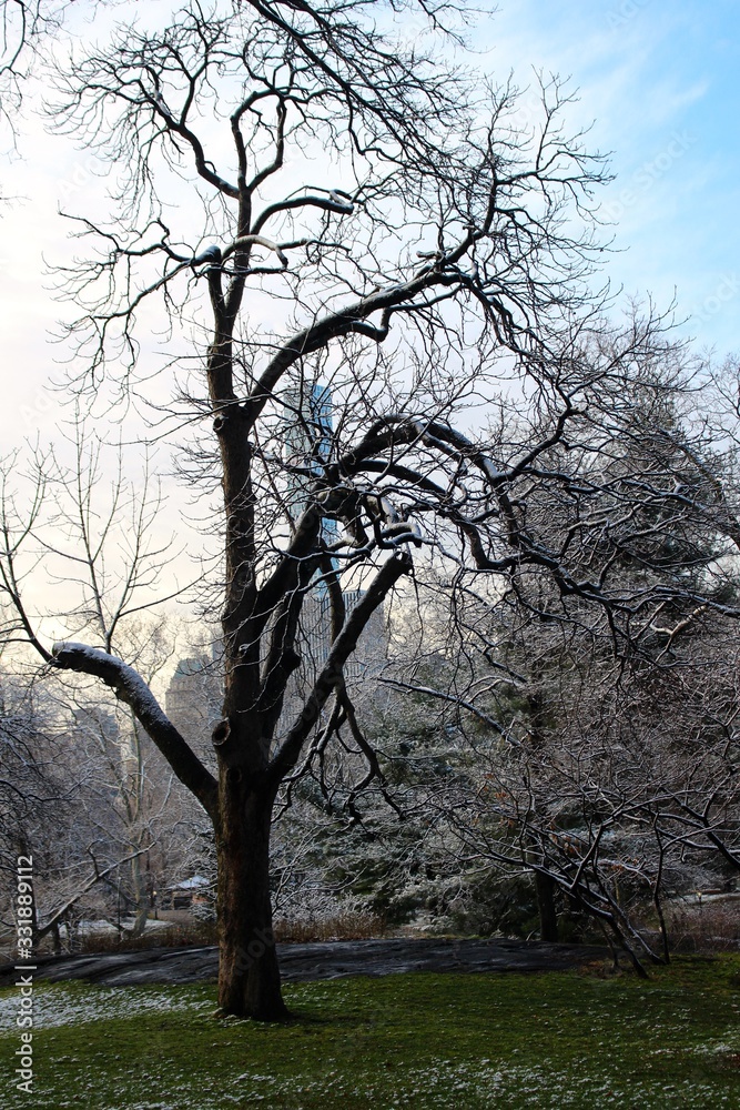 Nueva York City. Central Park in winter