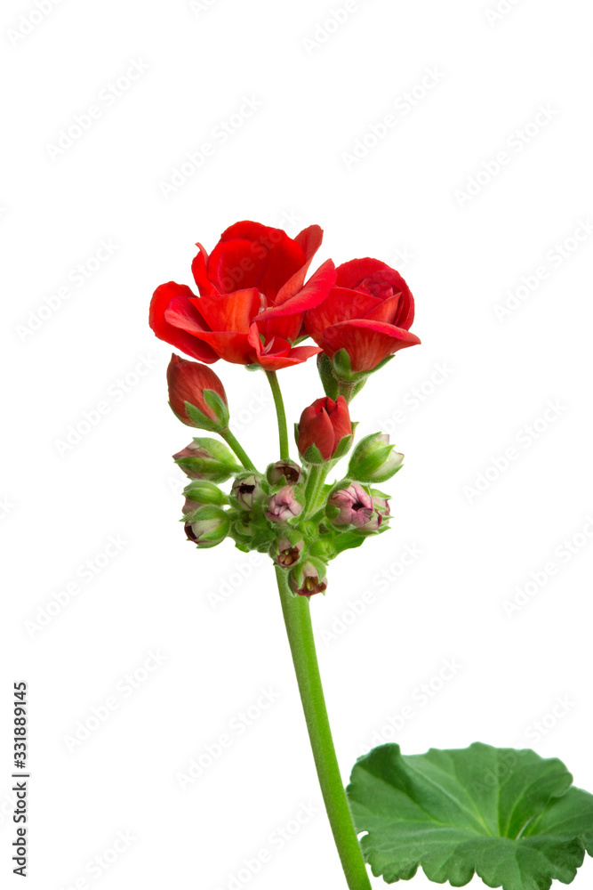 indoor flower geranium pelargonium bloomed with red flowers on a white background indoor flower geranium pelargonium bloomed with red flowers on a white background