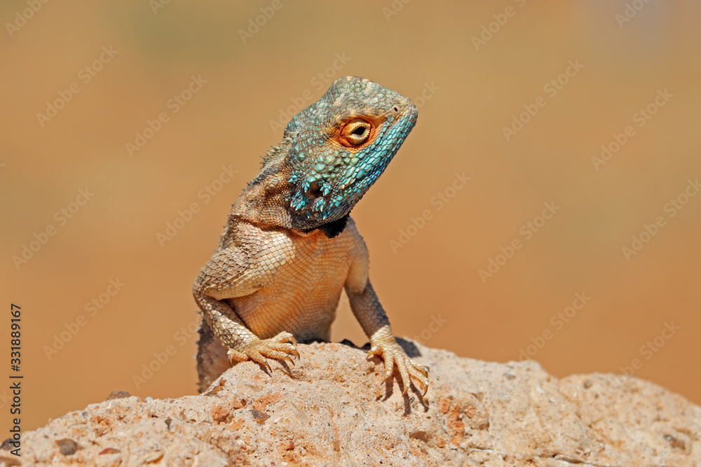 Portrait of a ground agama (Agama aculeata) sitting on a rock, South Africa. Portrait of a ground agama (Agama aculeata) sitting on a rock, South Africa.