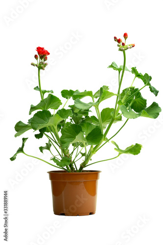 Fototapeta Naklejka Na Ścianę i Meble -   indoor flower geranium pelargonium in a pot bloomed with red flowers on a white background.