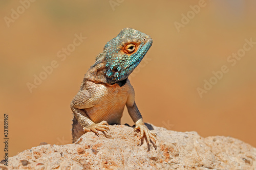 Portrait of a ground agama (Agama aculeata) sitting on a rock, South Africa.