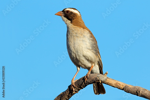 White-browed sparrow-weaver (Plocepasser mahali) perched on a branch, South Africa.