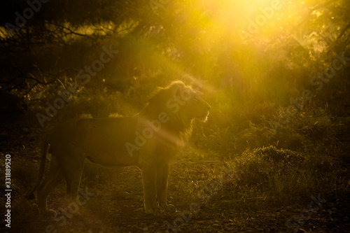 kruger national parc/ndzuti lion posing in sunset colours 
