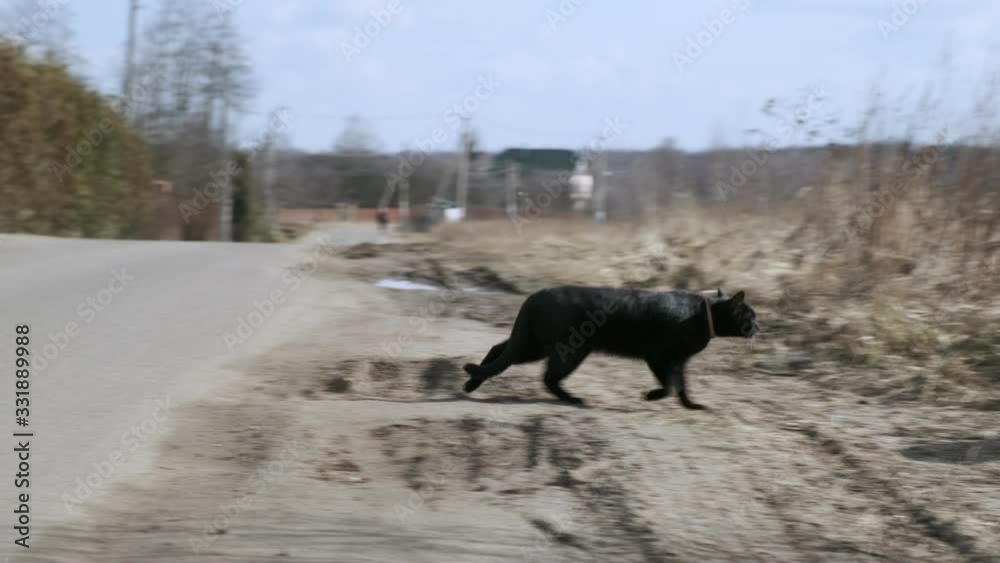 Black cat runs across car road, concept of bad omen. Black cat runs across car road, concept of bad omen.