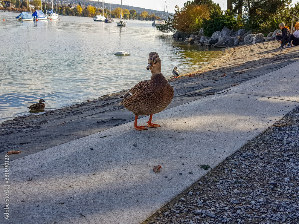 Fototapeta premium Walking in park an with animals