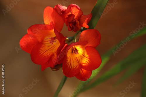  Mediterranean spring blossom