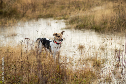 Dog standing in puddle on field. cloudy day