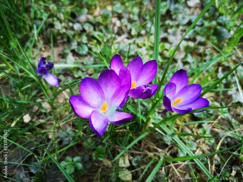 Krokusse wunderschön leuchtend lila