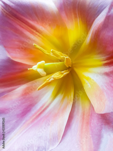 Fototapeta Naklejka Na Ścianę i Meble -  Abstract macro tulip flower