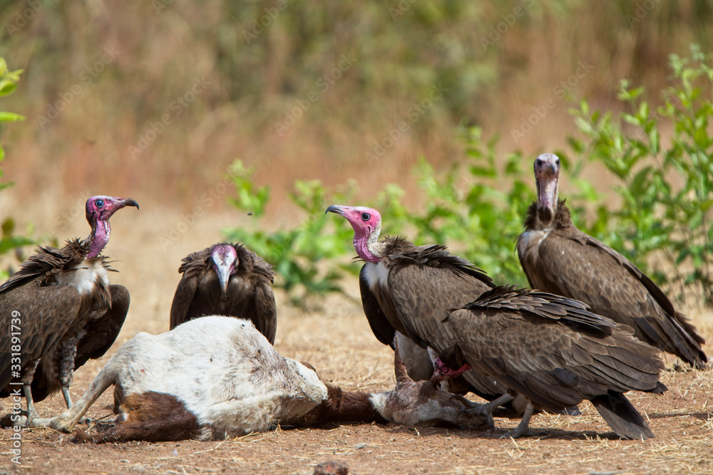 Fototapeta premium Hooded Vultures (Necrosyrtes monachus) gathered around a carcass of a dead goat, Gambia.