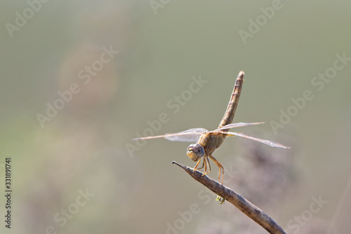 Dragonfly, female, perched, near Georgetown, Gambia. © tonymills