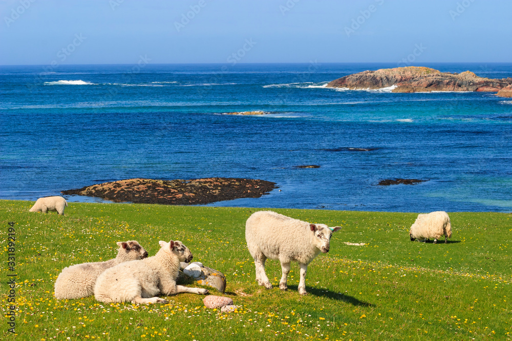 Beautiful view of the sea and sheeps on a meadow in Iona, Scotland