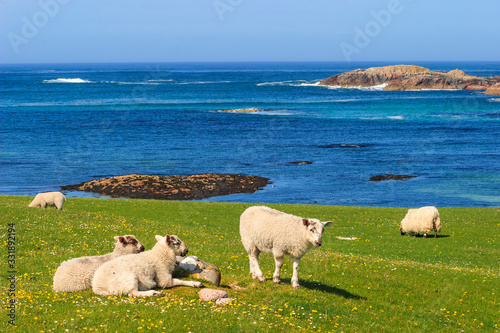 Obraz na plátně Beautiful view of the sea and sheeps on a meadow in Iona, Scotland