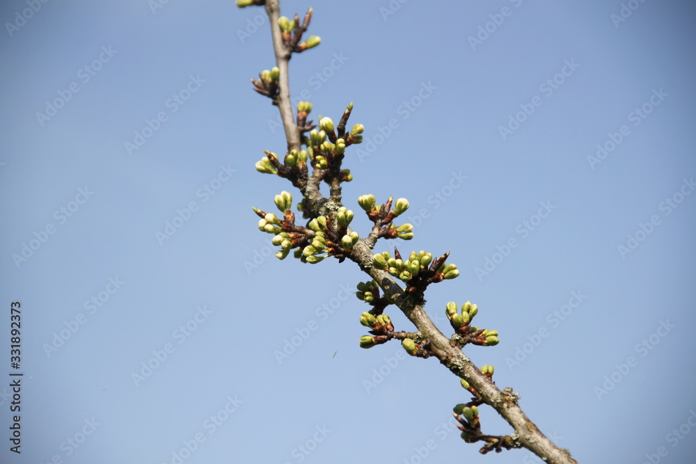 Mirabelle plums fruit tree spring buds 