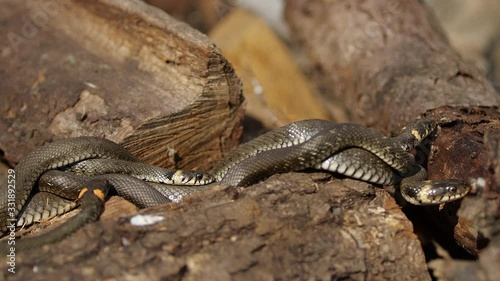 Snake in the wild, Wildlife shot, Dangerous Grass-snake on Wood photo