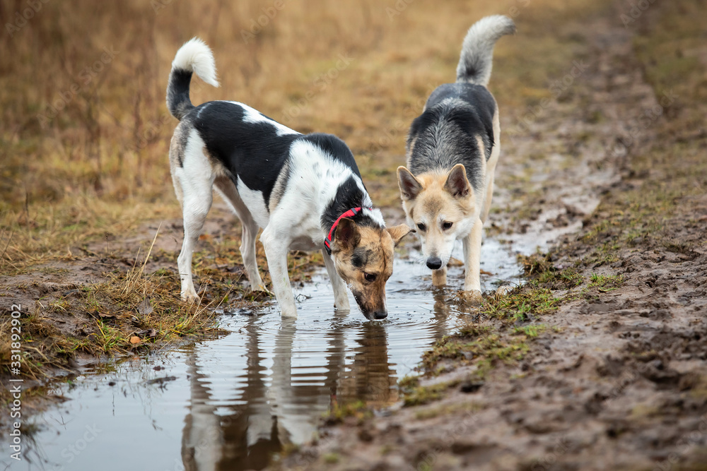 Dogs drinking in puddle on field. cloudy day Dogs drinking in puddle on field. cloudy day