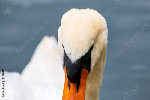 Fototapeta Naklejka Na Ścianę i Meble -  cisne macro