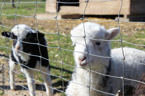 little lamb on a fence