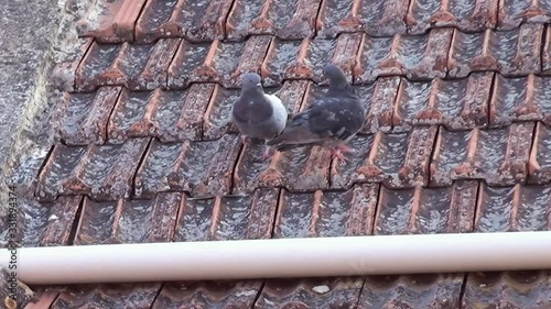 A couple of pigeons that canoodle on a rooftop