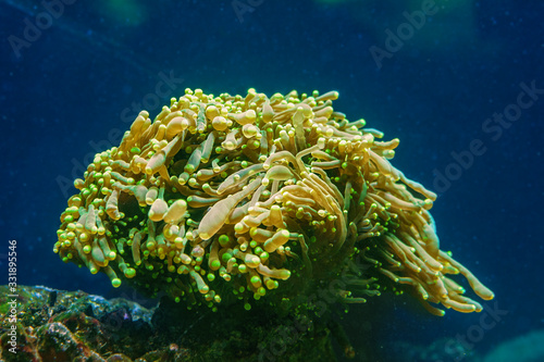 euthyllia  large-polyped stony coral photo