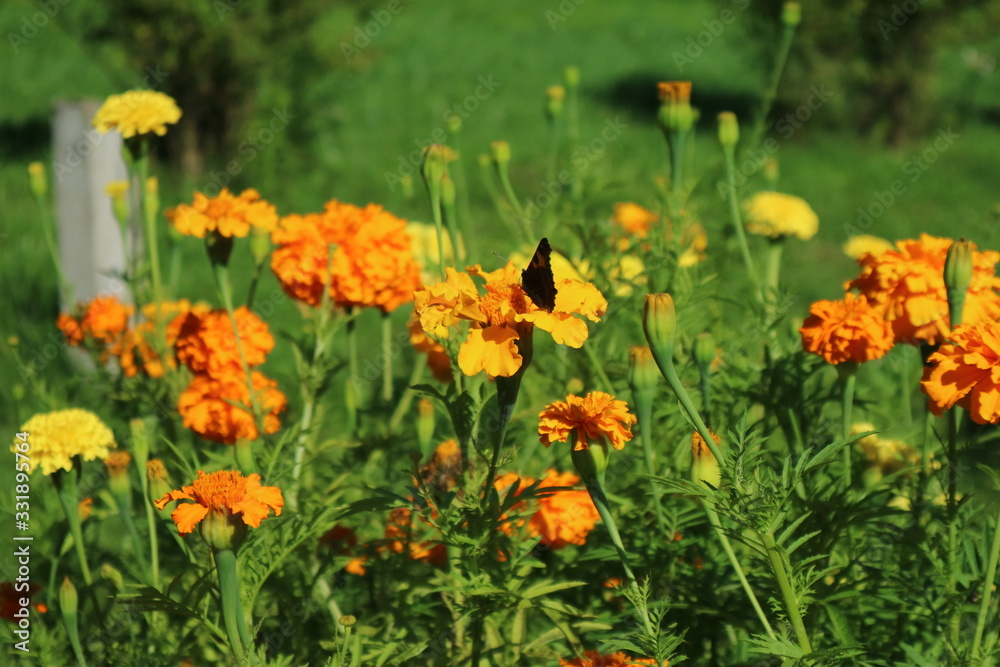 yellow flowers in the garden