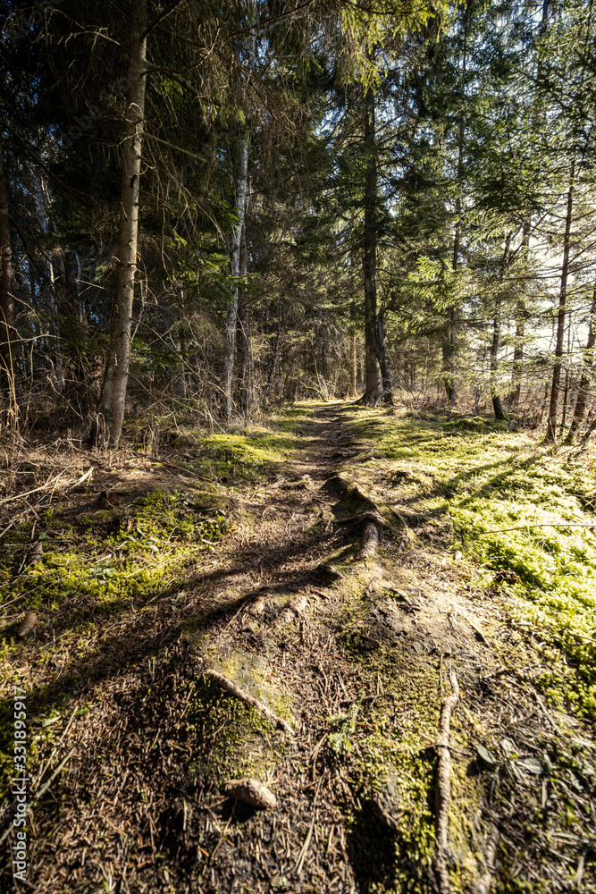 spring forest with green moss and sunshine rays spring forest with green moss and sunshine rays