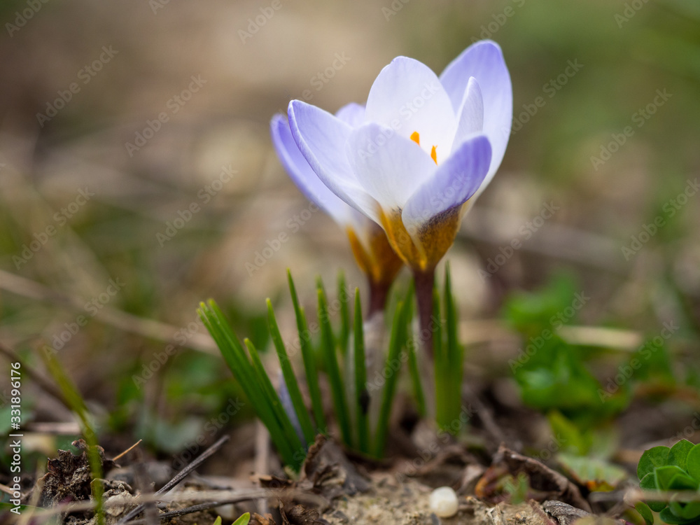 Crocus Chrysanthus Blue Pearl spring flower in a garden Crocus Chrysanthus Blue Pearl spring flower in a garden