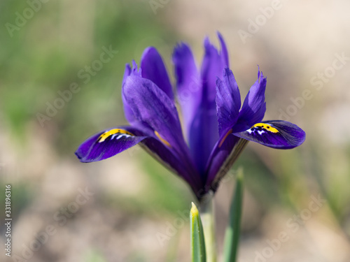 Iris reticulata Dark Blue spring flower in a garden