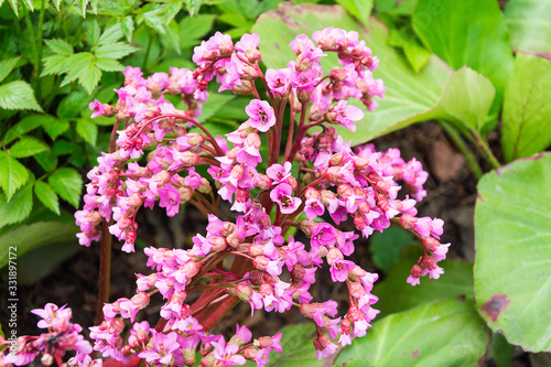 Bergenia crassifolia on green photo