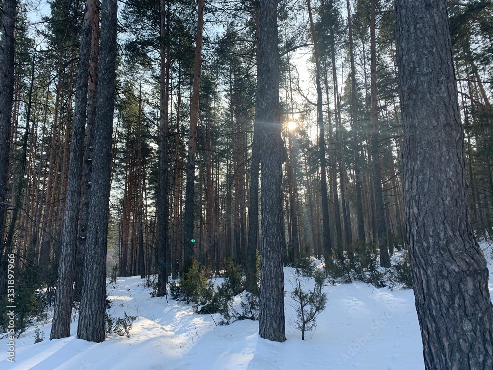 Fototapeta premium Pine tree forest